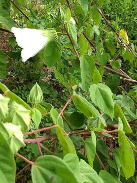 Imagem de Hibiscus moscheutos subsp. lasiocarpos (Cav.) O. J. Blanch.