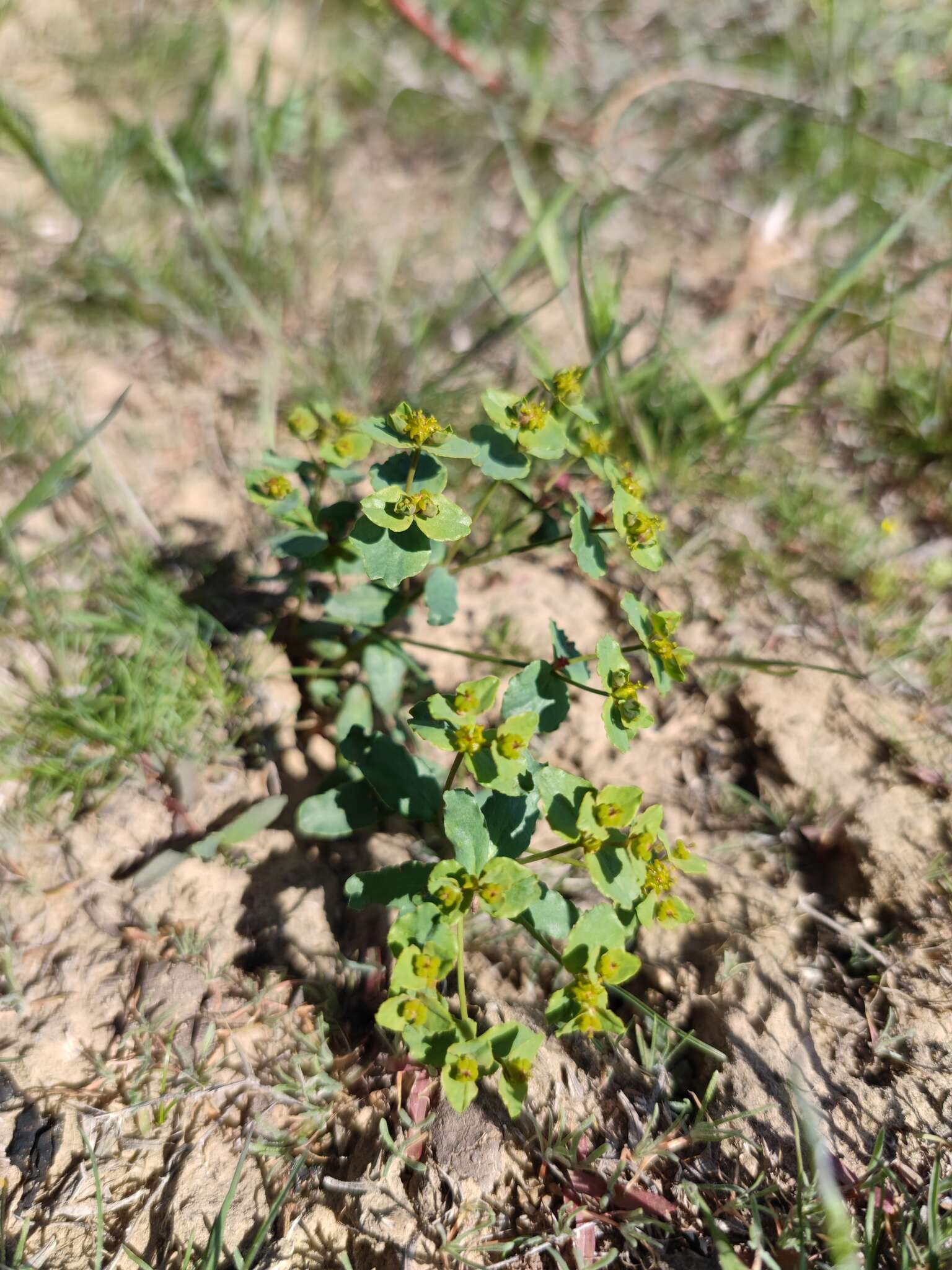 Image of Euphorbia undulata M. Bieb.