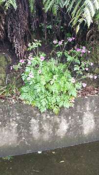 Imagem de Geranium palmatum Cav.