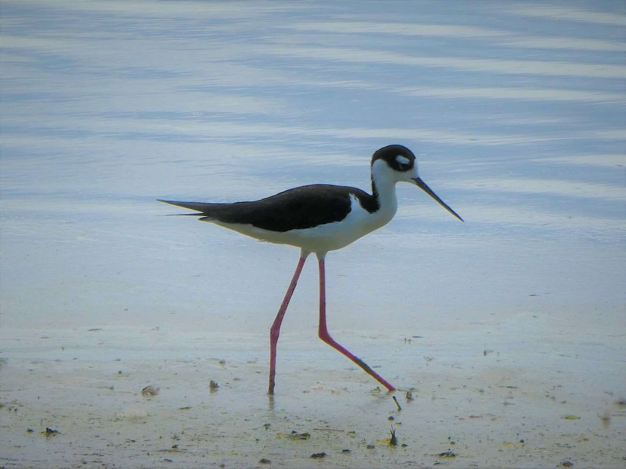 Image de Himantopus mexicanus mexicanus (Müller & Pls 1776)