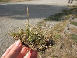 Image of Rytidosperma clavatum (Zotov) Connor & Edgar