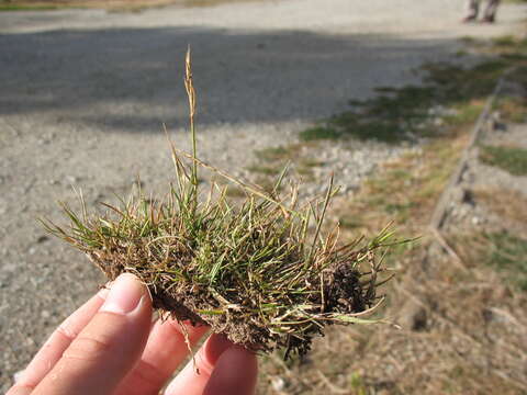 Image of Rytidosperma clavatum (Zotov) Connor & Edgar