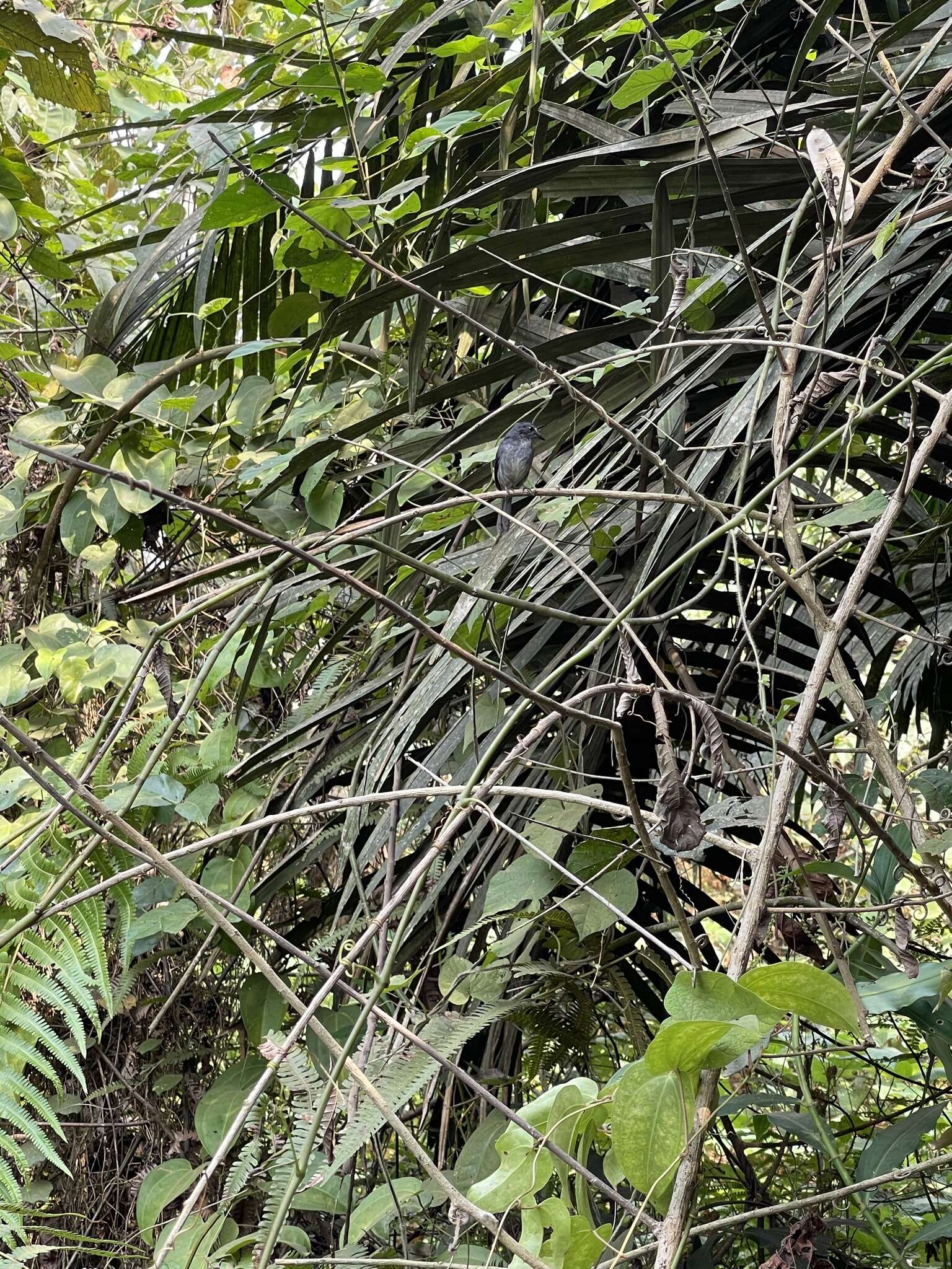 Image of White-browed Forest Flycatcher