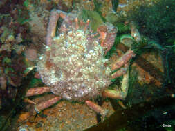 Image of Atlantic spider crab