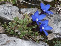 Image of Gentiana terglouensis subsp. terglouensis