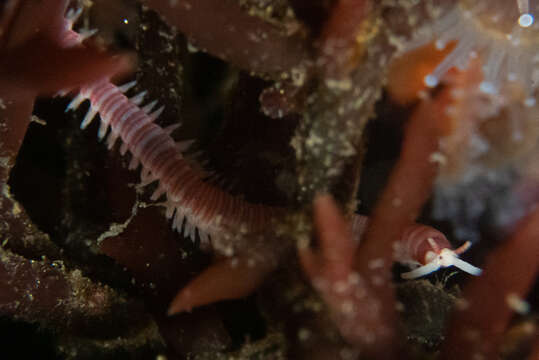 صورة Dorvillea moniloceras (Moore 1909)