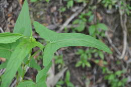 Image of Rumex abyssinicus Jacq.