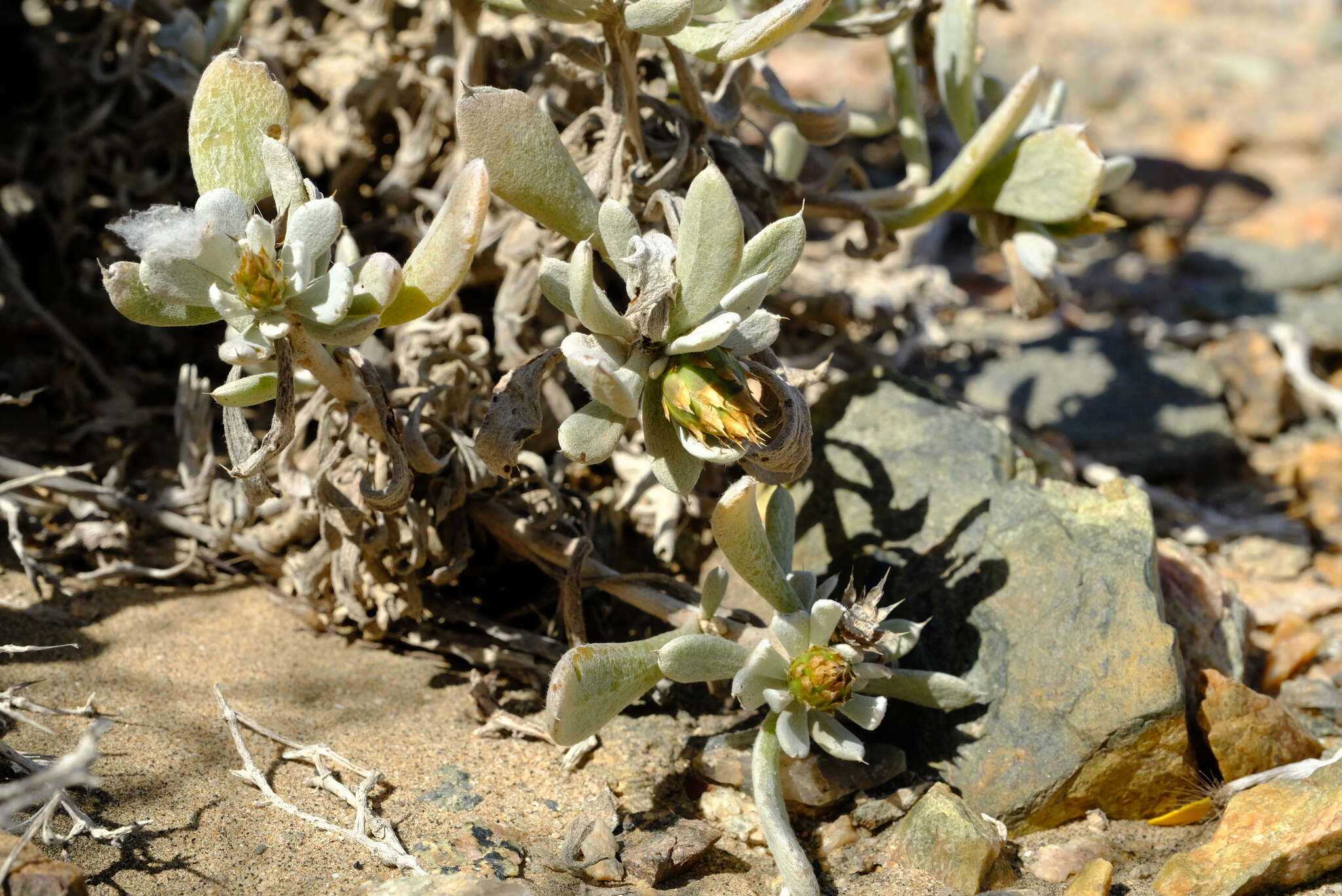 Image of Eremothamnus marlothianus O. Hoffm.