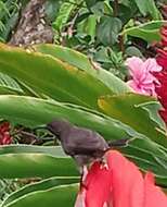 Image of Seychelles Sunbird