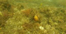 Image of Horseshoe butterflyfish