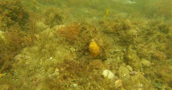 Image of Horseshoe butterflyfish