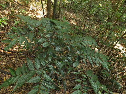 Image de Diospyros ghatensis B. R. Ramesh & D. De Franceschi