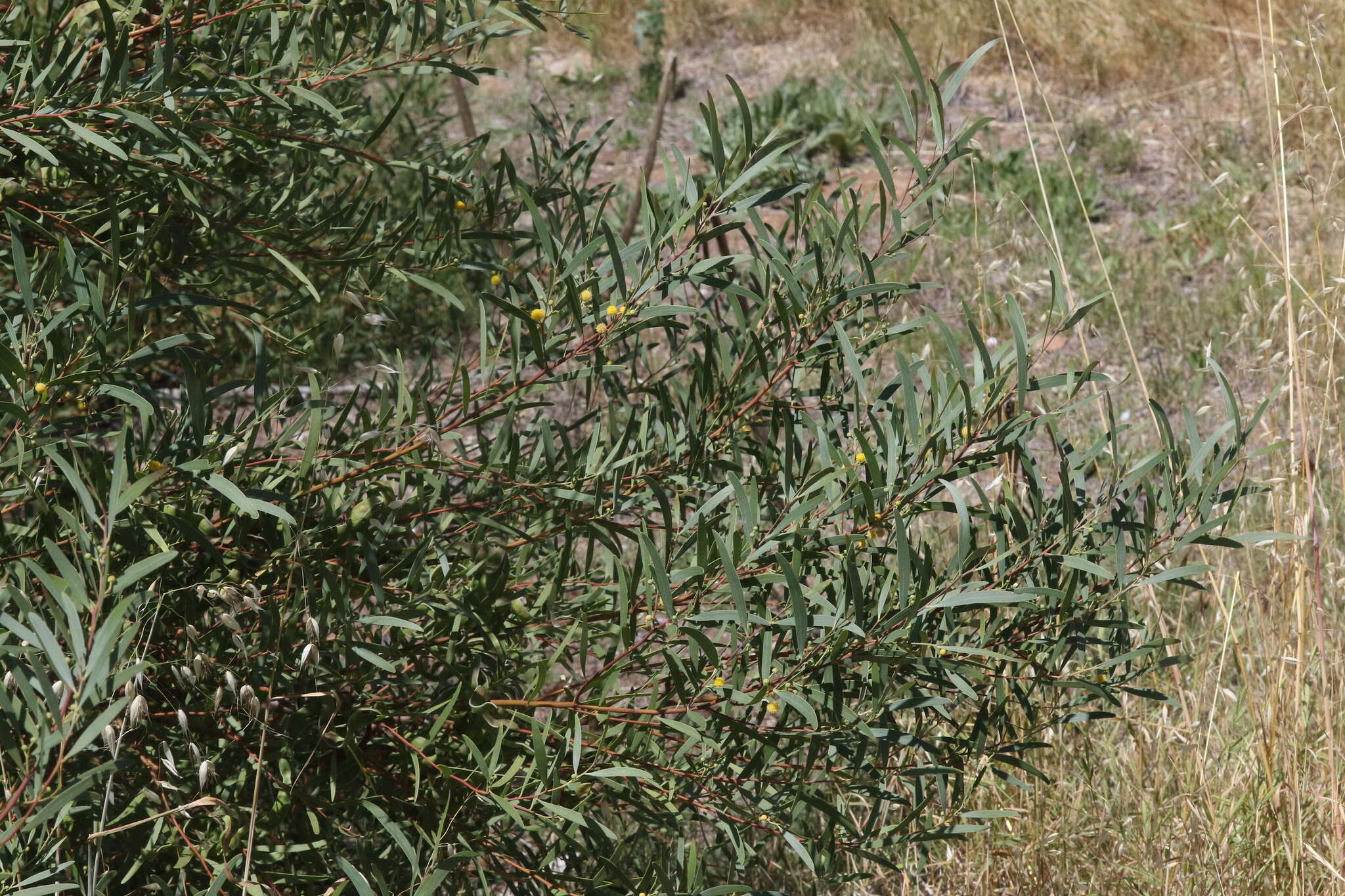 Image of Red-eyed Wattle