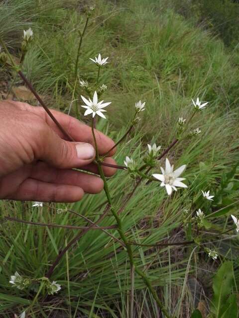 Imagem de Alepidea peduncularis Steud. ex A. Rich.