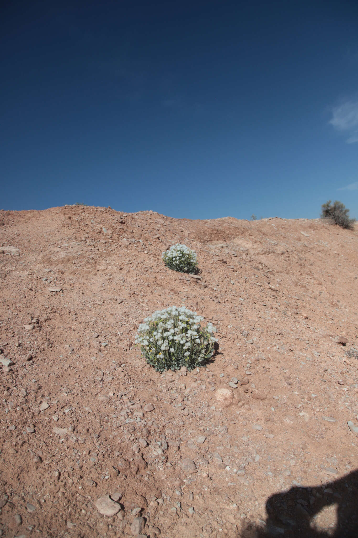 Image de Arctomecon humilis Coville