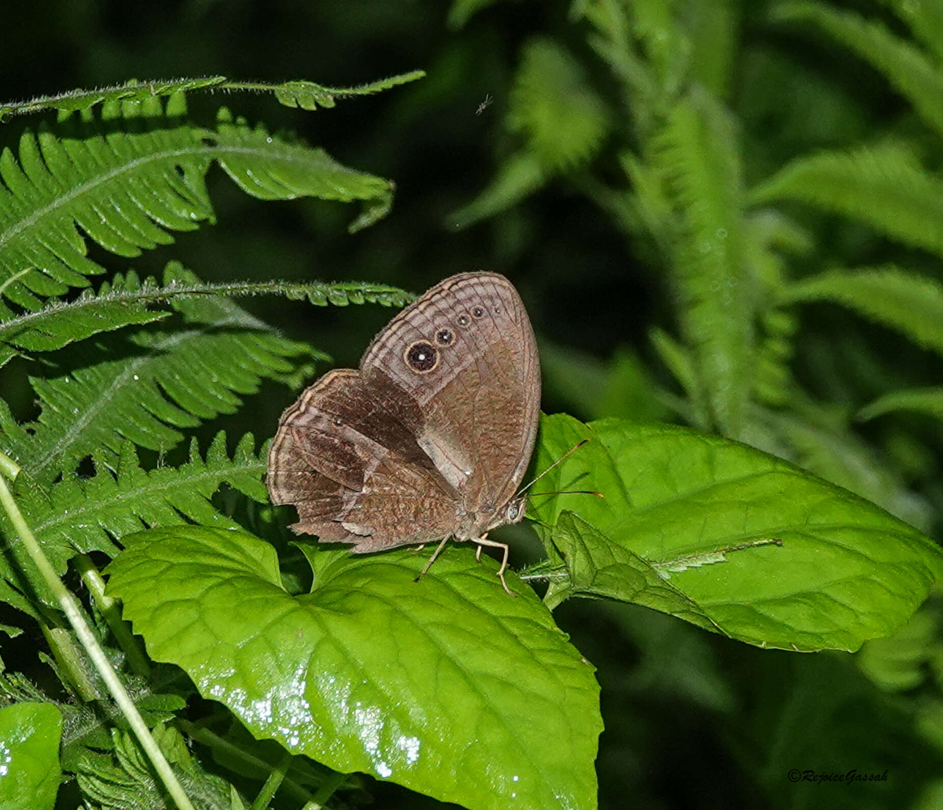 Imagem de Mycalesis inopia Fruhstorfer 1908