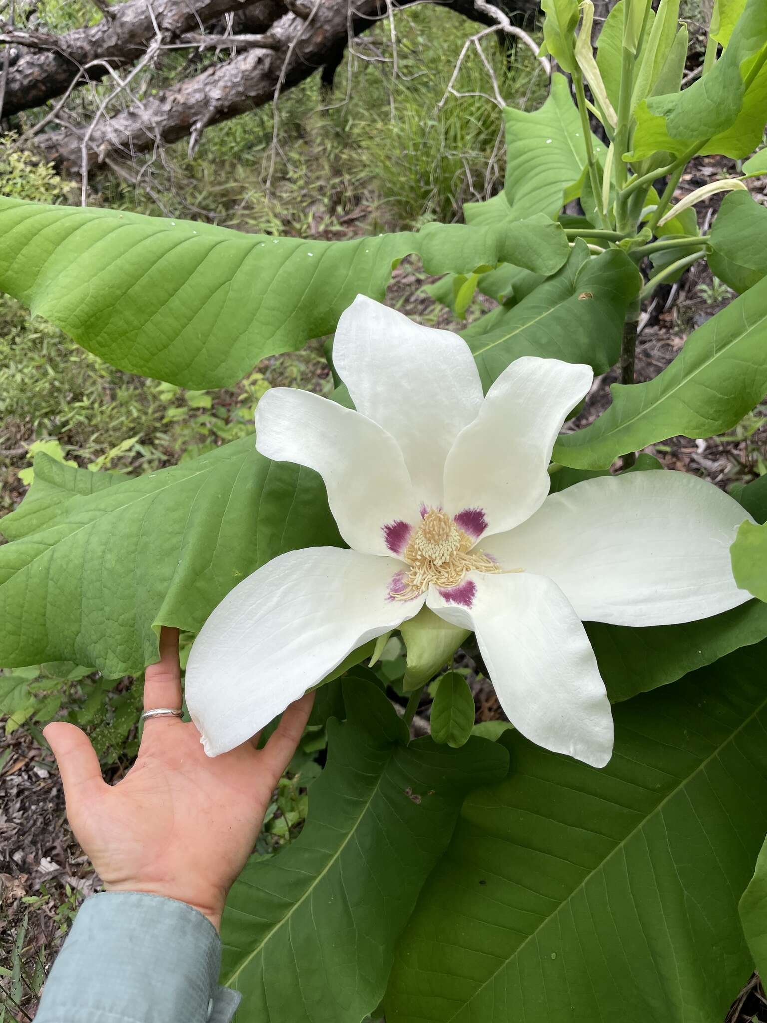 Image of Ashe's Magnolia