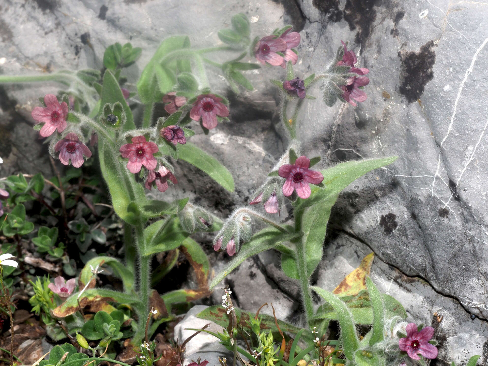 Image de Cynoglossum columnae Ten.