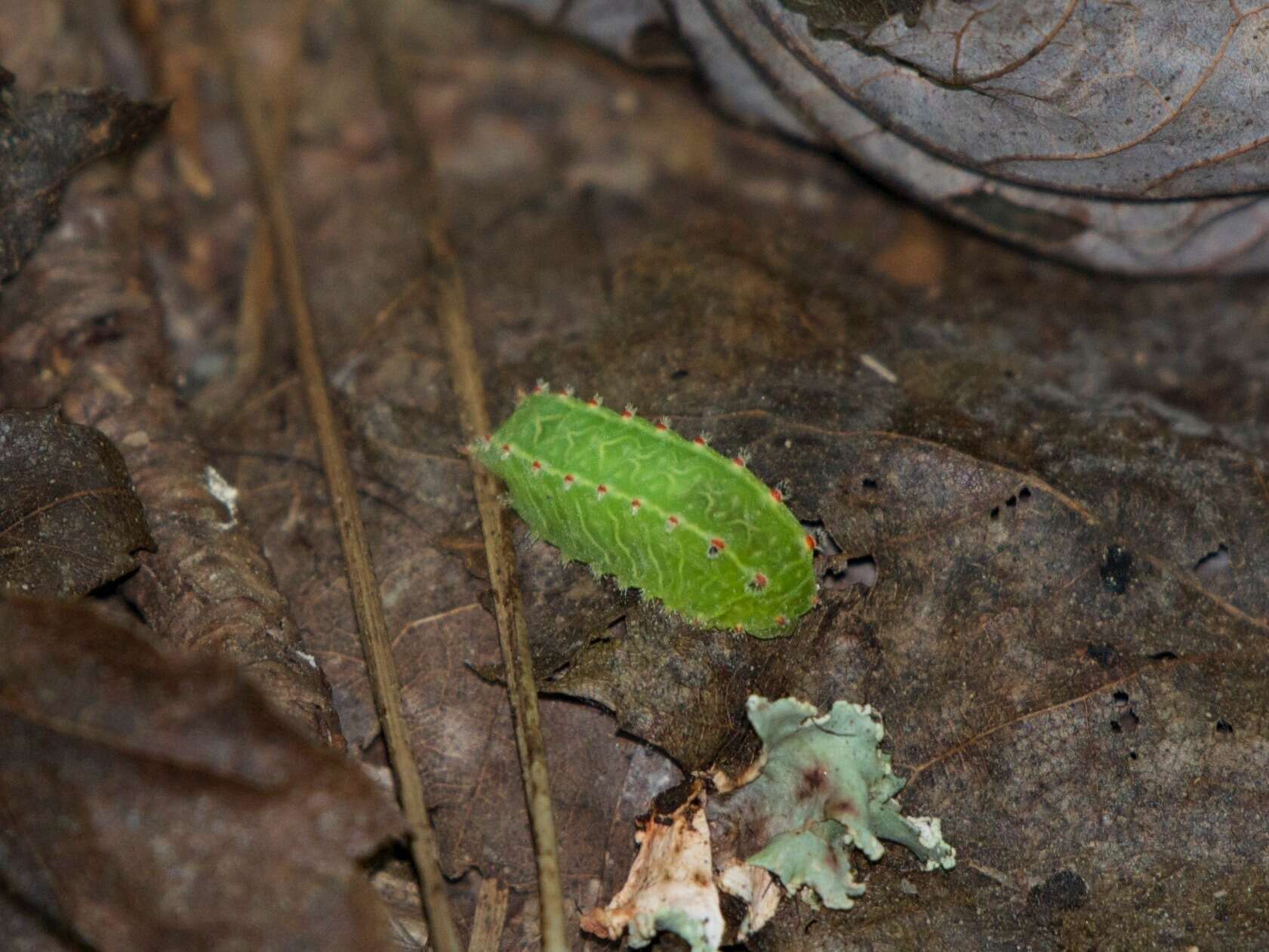 Image of Nason's Slug