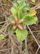 Image of Paraguayan starbur