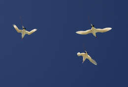 Image of tropicbirds