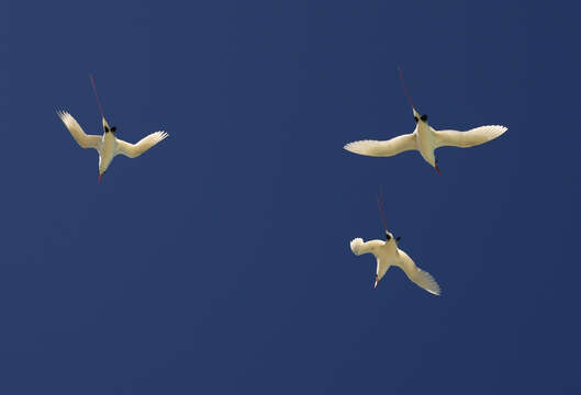 Image of tropicbirds