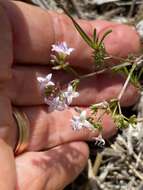 Image of diamondflowers