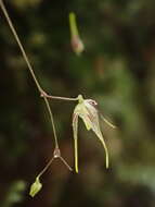 Image of Muscarella zephyrina (Rchb. fil.) Luer