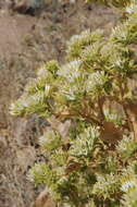 Plancia ëd Arctium triflorum (Schrenk) Kuntze