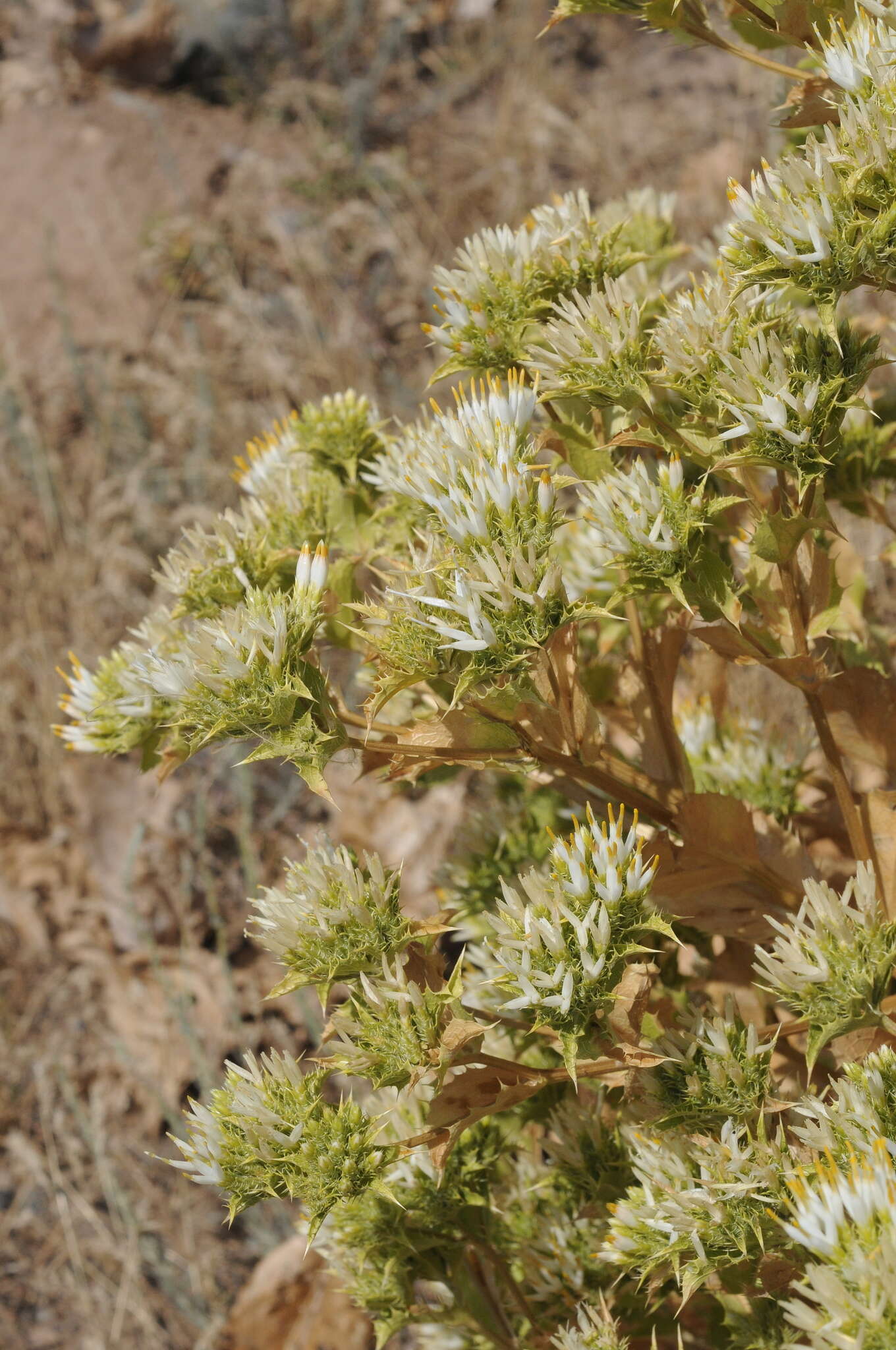 Plancia ëd Arctium triflorum (Schrenk) Kuntze