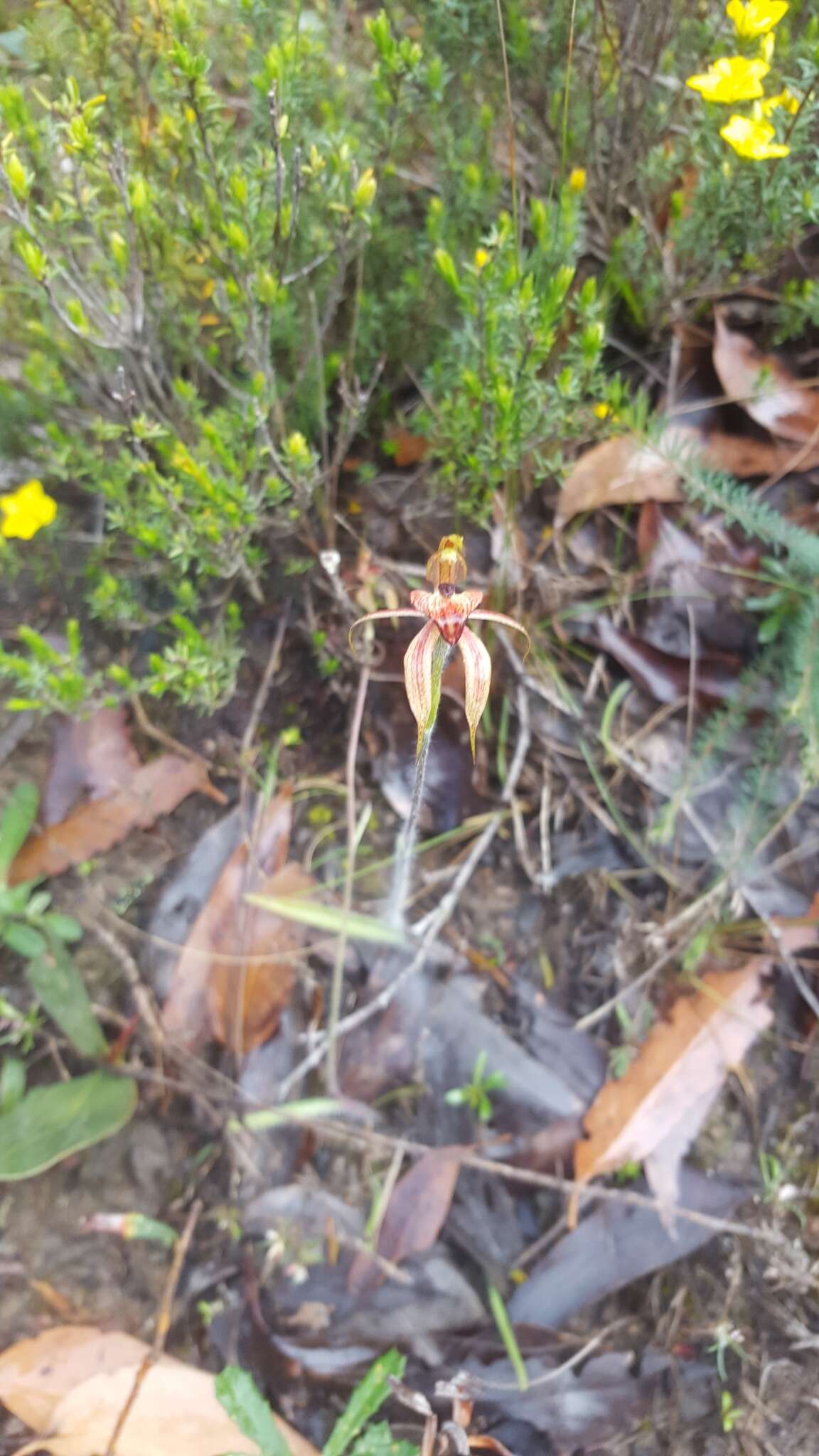 Image of Thick-lipped spider-orchid