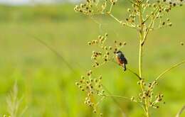 Image of Marsh Seedeater