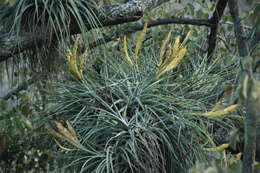 Image of Tillandsia grossispicata Espejo, López-Ferr. & W. Till