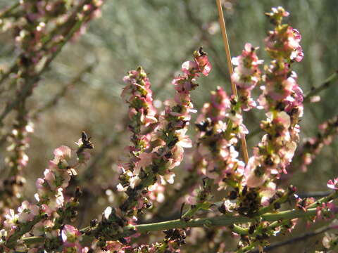 Image of Caroxylon genistoides Pau