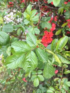 Image of Japanese Quince