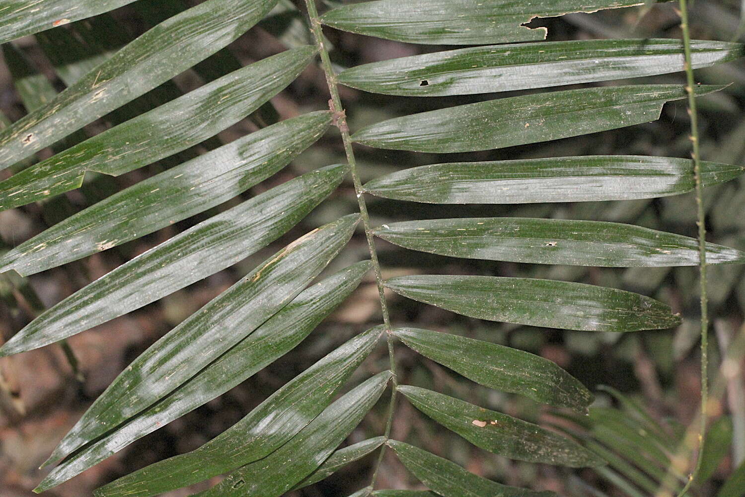 Image of Hairy Mary