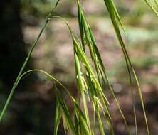 Anisopogon resmi