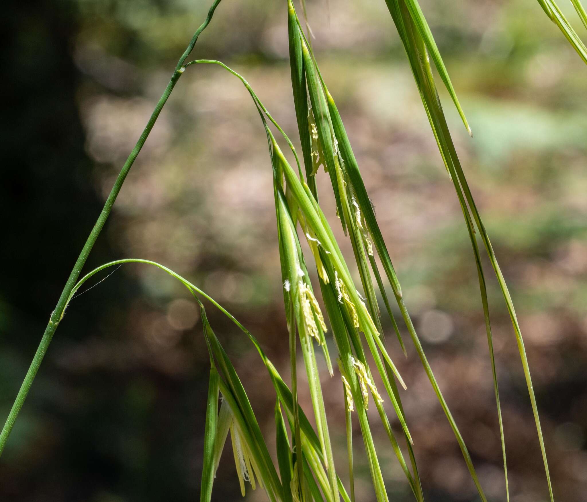 Imagem de Anisopogon