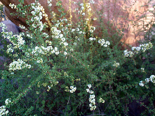 صورة Antherothamnus pearsonii N. E. Brown