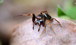 Image de Zygoballus rufipes Peckham & Peckham 1885