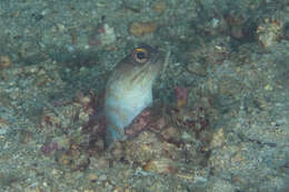 Image of Goldspecs jawfish