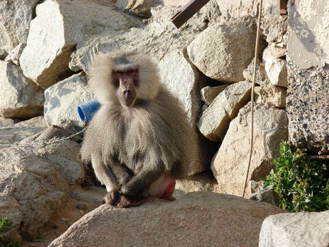 Image of hamadryas baboon