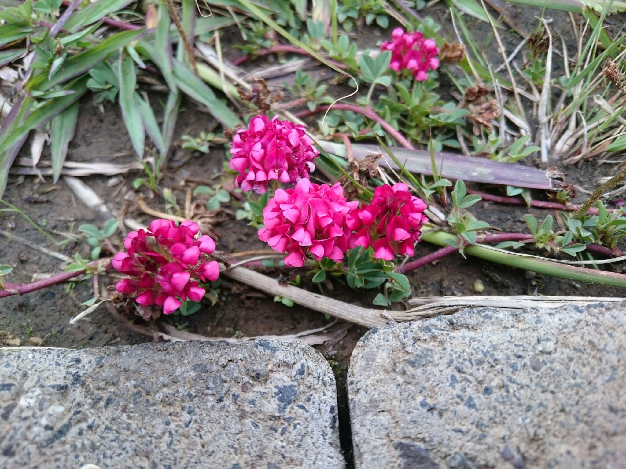 Слика од Trifolium burchellianum Ser.