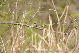 Image of Dubois's Seedeater