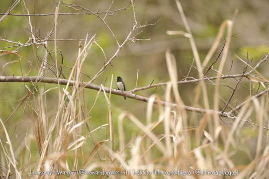 Image of Dubois's Seedeater