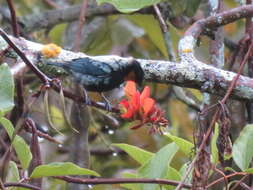 Image of Silver-backed Tanager