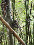 Image of Sambirano Bamboo Lemur