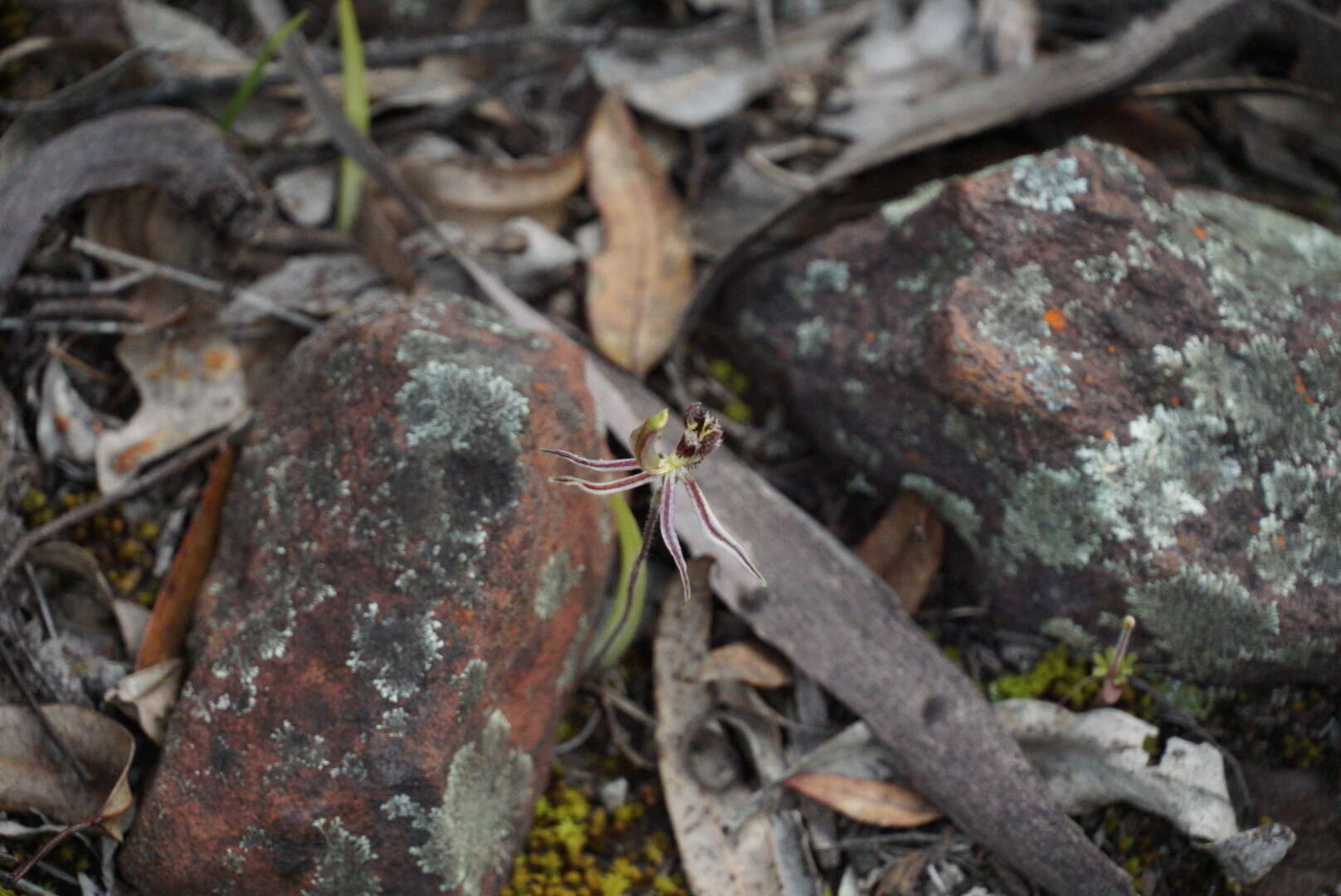 Image of Common dragon orchid