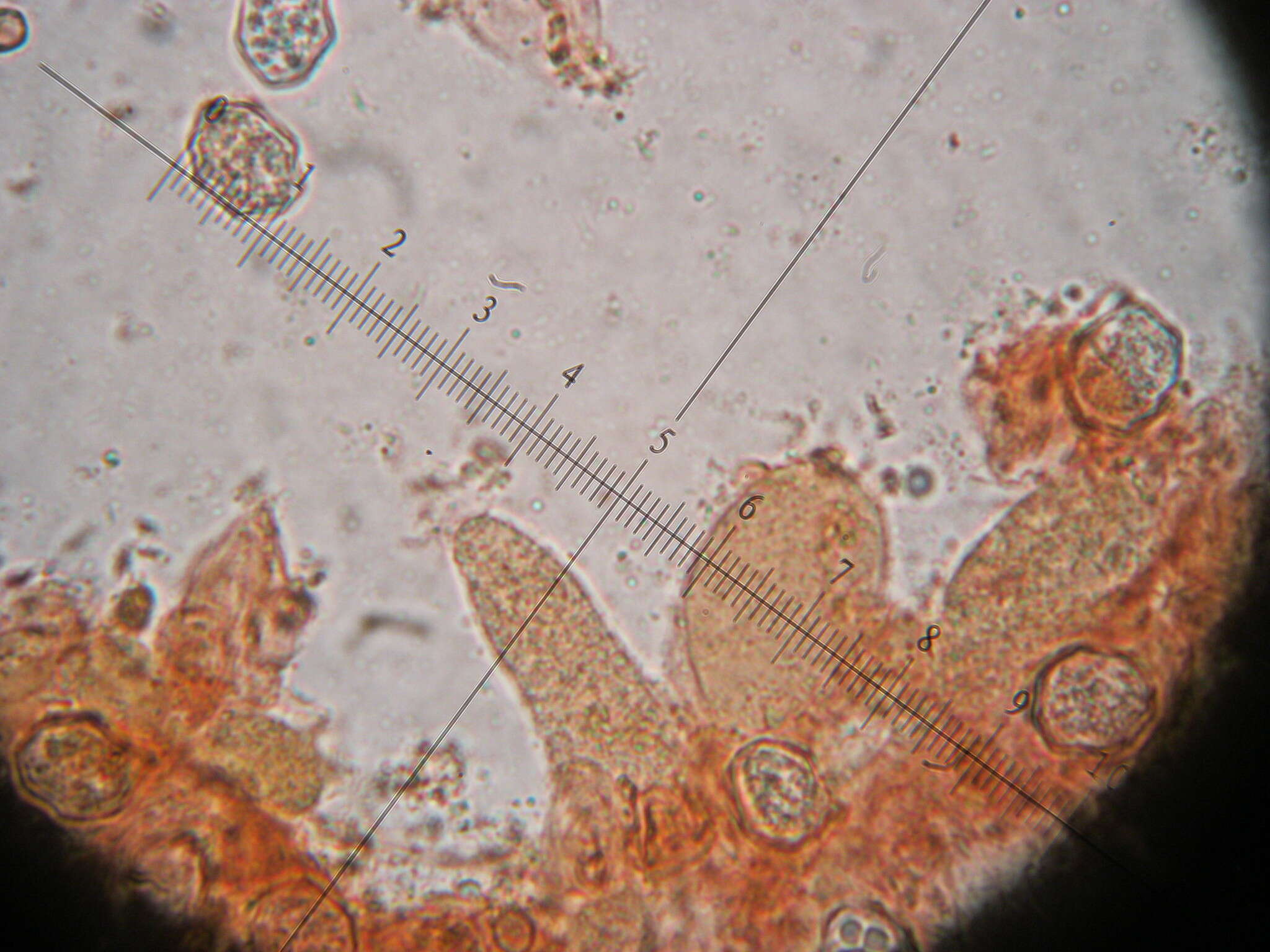 Image of Entoloma plebejum (Kalchbr.) Noordel. 1985