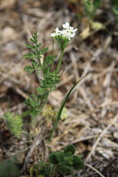 Imagem de Orlaya daucoides (L.) Greuter